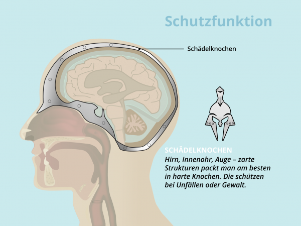 Geschütztes Gehirn / Schädelknochen