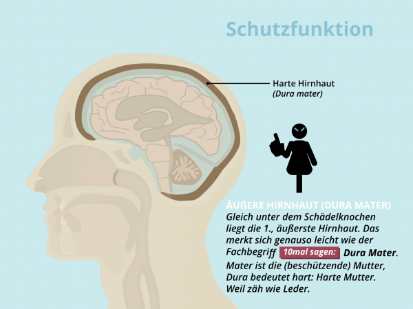 Geschütztes Gehirn / Dura Mater