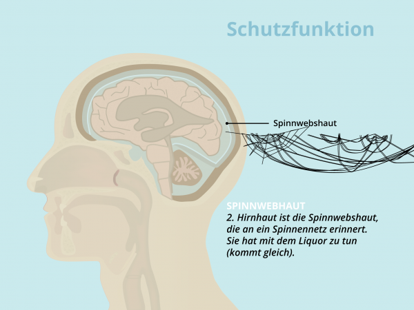 Geschütztes Gehirn / Spinnwebshaut