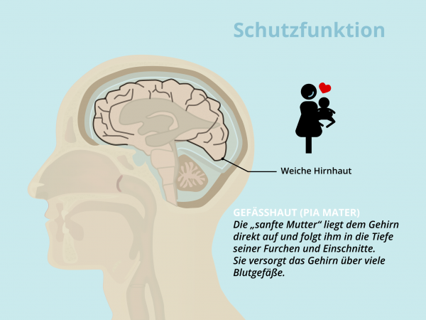 Geschütztes Gehirn / Pia Mater