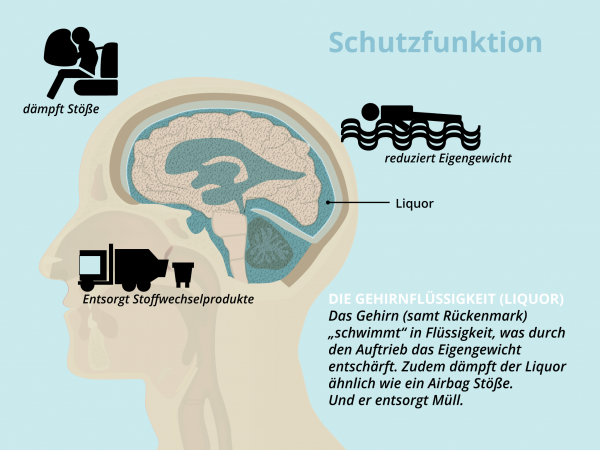 Geschütztes Gehirn / Liquor