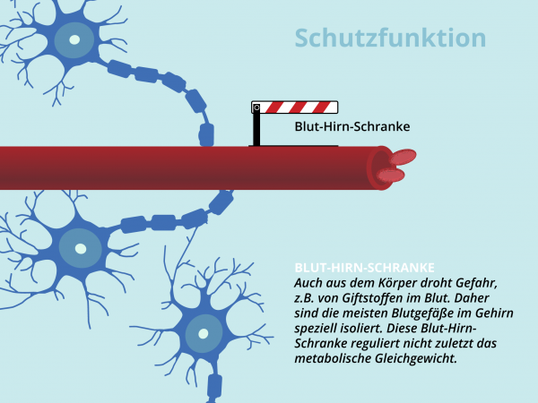 Geschütztes Gehirn / Blut-Hirn-Schranke