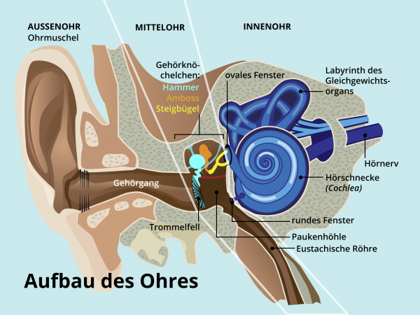 Aufbau des Ohres