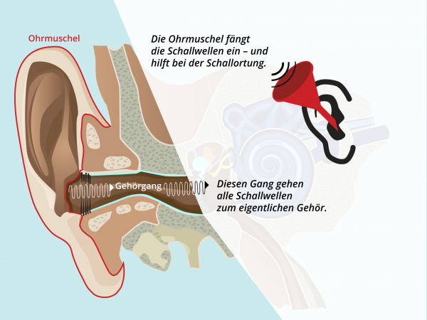 Aufbau des Ohres / Gehoergang