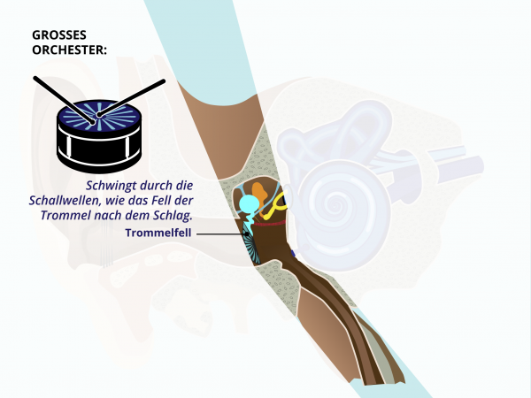 Aufbau des Ohres / Trommelfell