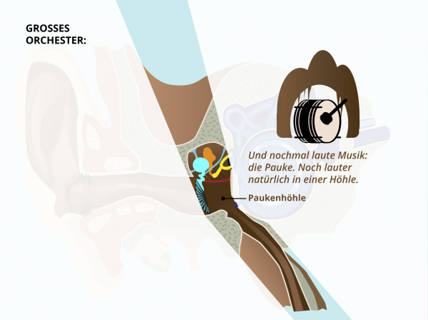 Aufbau des Ohres / Paukenhoehle