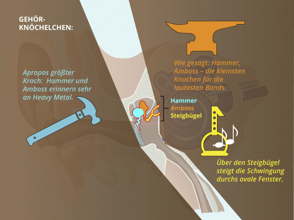 Aufbau des Ohres / Hammer Amboss Steigbuegel