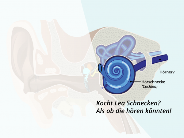 Aufbau des Ohres / Cochlea