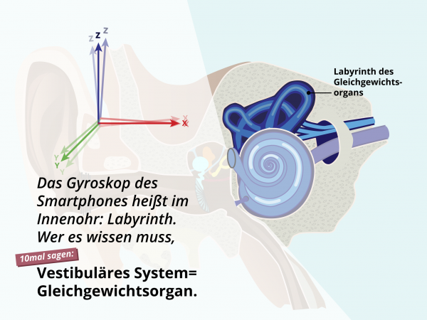 Aufbau des Ohres / Gleichgewichtsorgan