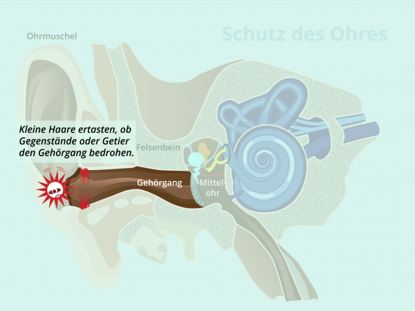 Schutz des Ohres / Gehoergang