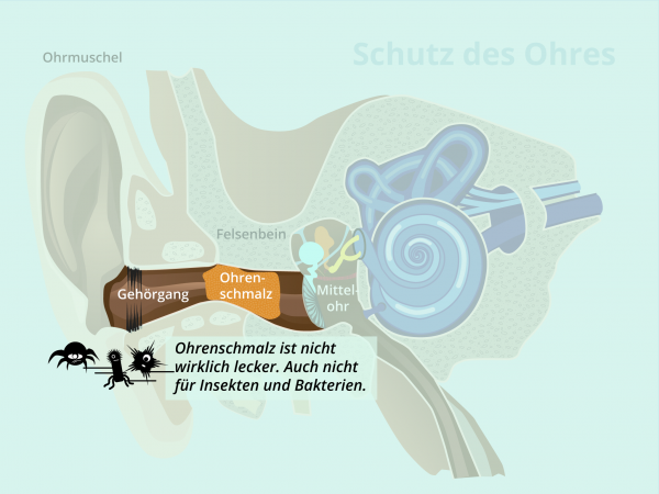 Schutz des Ohres / Ohrenschmalz