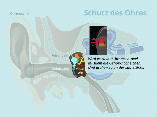 Schutz des Ohres / Mittelohrreflex