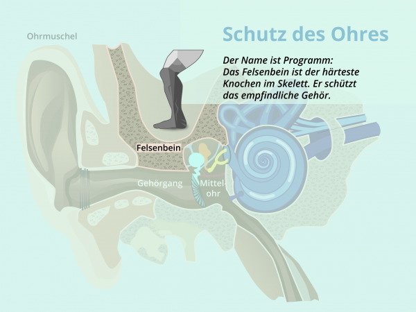 Schutz des Ohres / Felsenbein